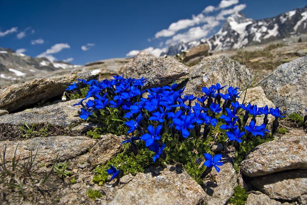 Alpine Blue Apartments Griesen Pokój zdjęcie